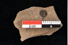 Foto (Detailansicht) von Smilax grandifolia Unger (NHMW-GEO-2024-0188-0404)